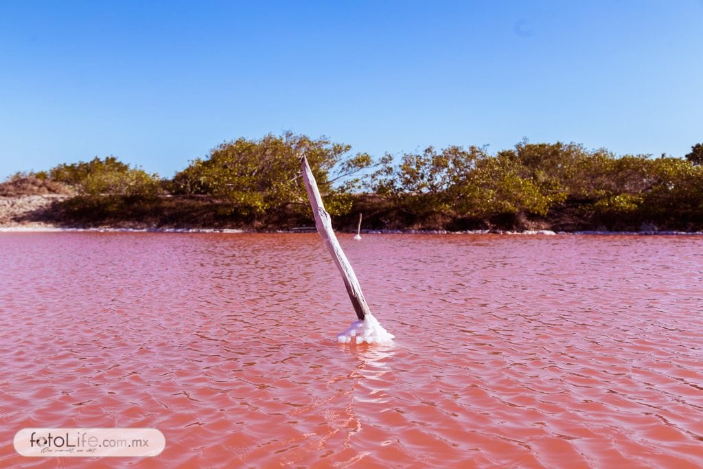 Pareciera estar viendo una gran pluma fuente lista para escribir en el agua.