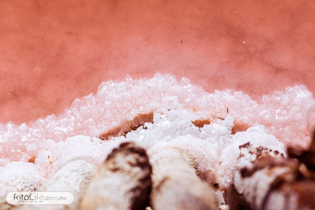 ... que se acumulan y pegan a cualquier objeto que esté en contacto con el agua.